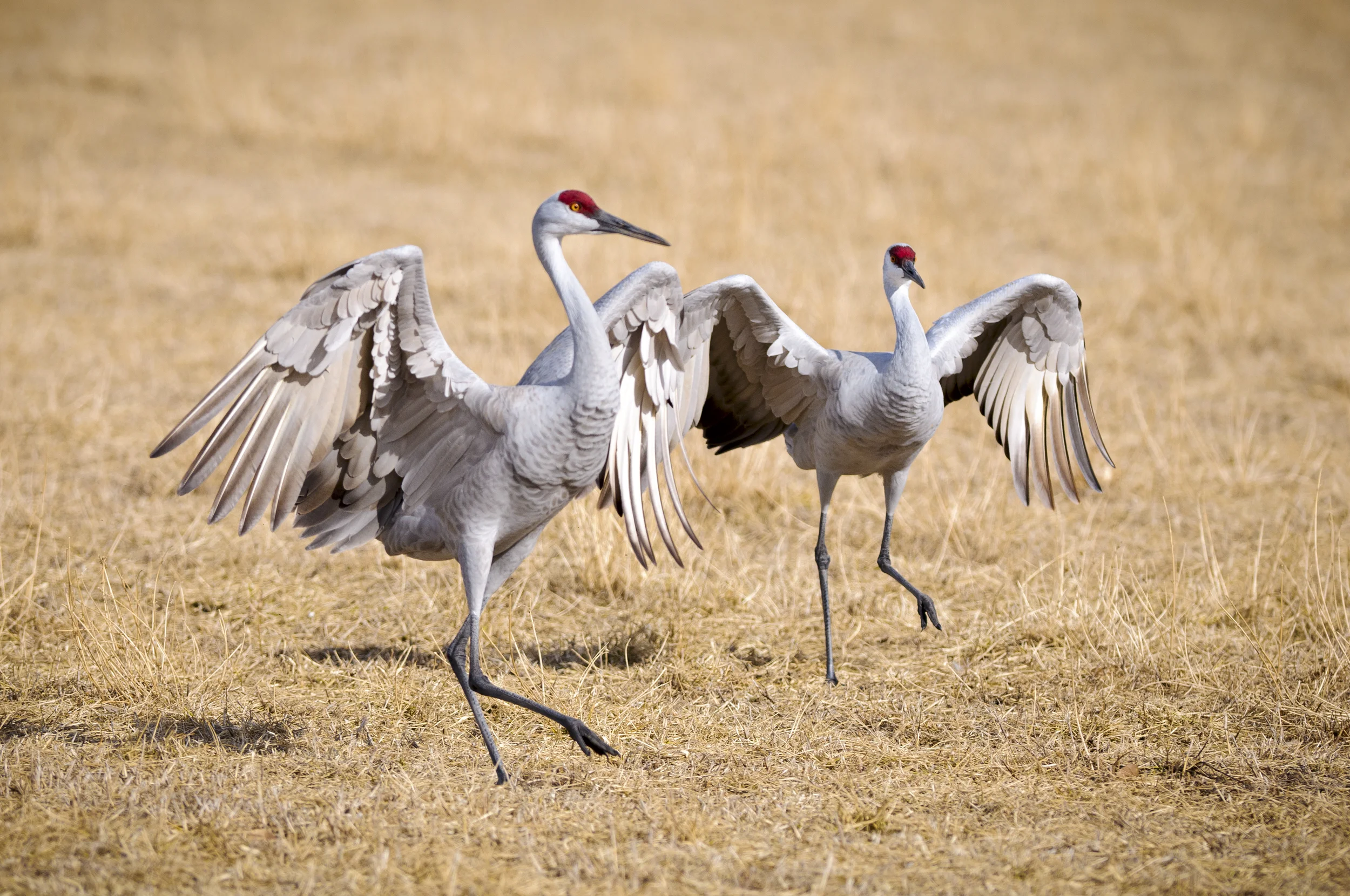Sandhill cranes doing a mating dance, flying, and eating in Soddy Daisy Tennessee